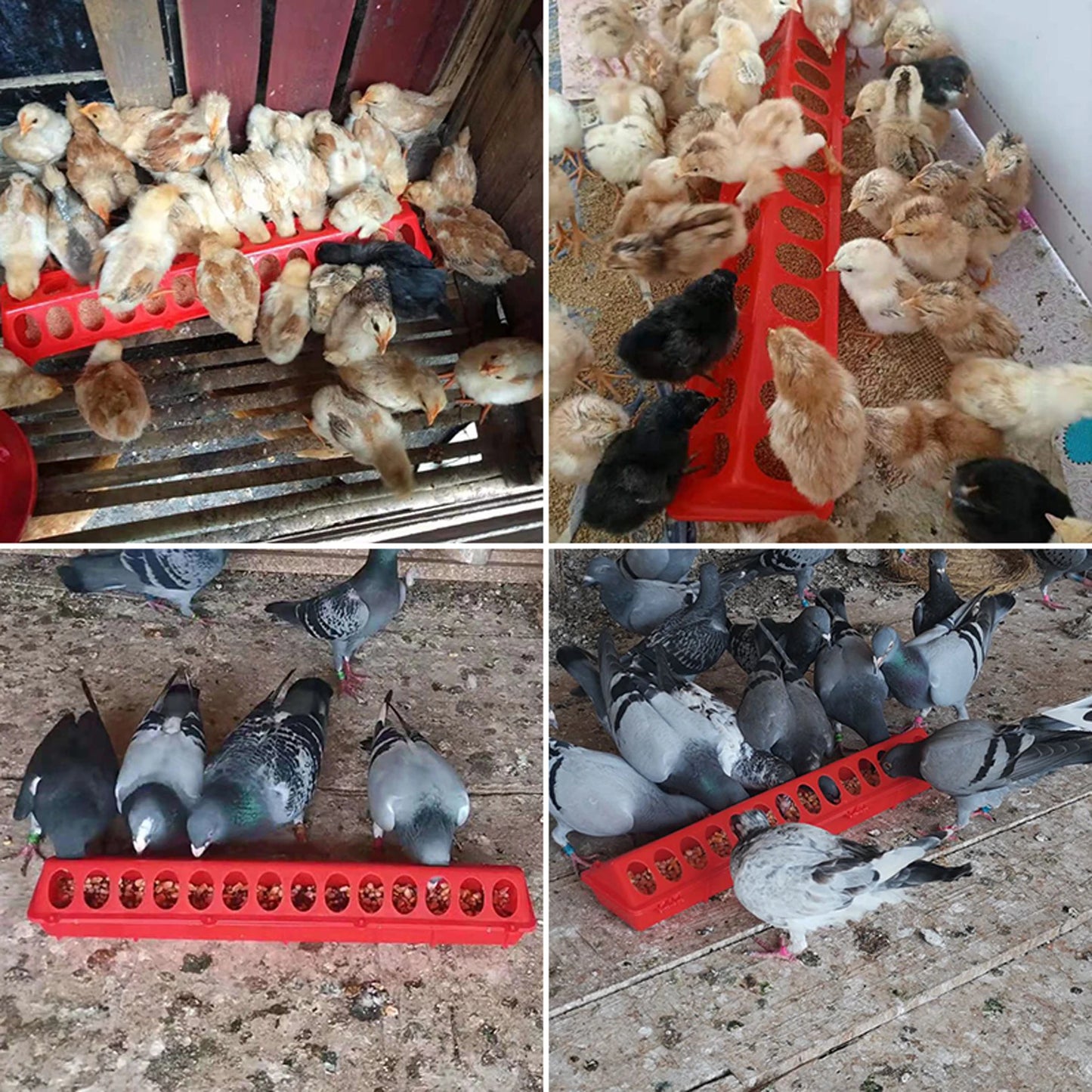 Mangeoire à Volaille en Plastique – Double Rangée – 20 à 50 cm – 12 à 28 Trous – Pour Poules, Poussins et Volailles